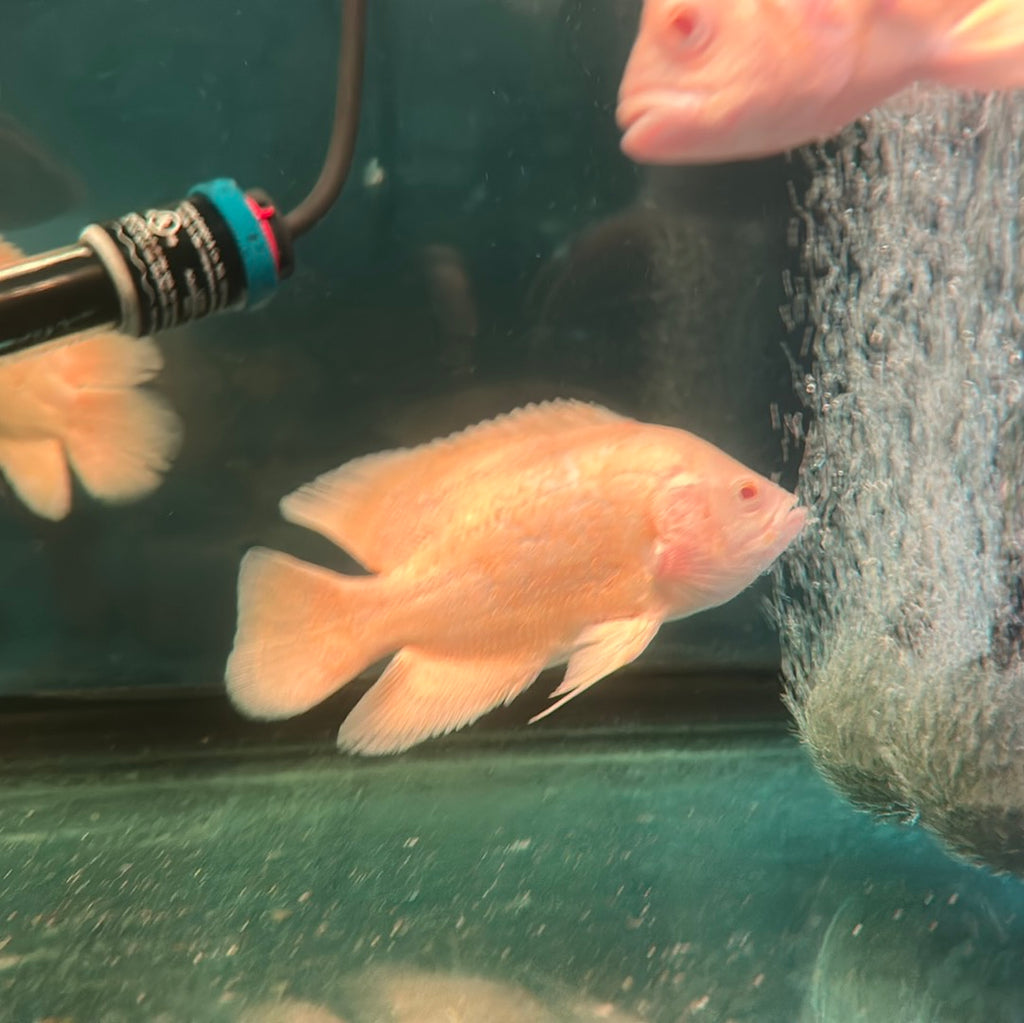 Lemon Oscar (Astronotus ocellatus) – monsteraquariumonline