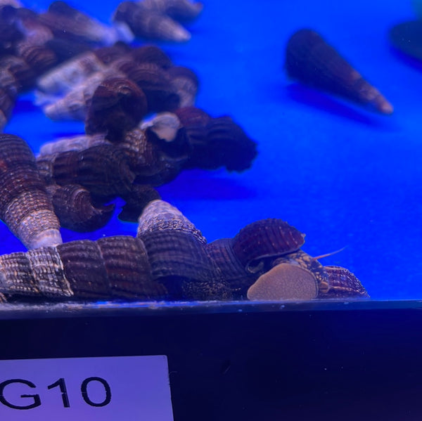 White Spotted Rabbit Snail (Tylomelania patriatrchalis)