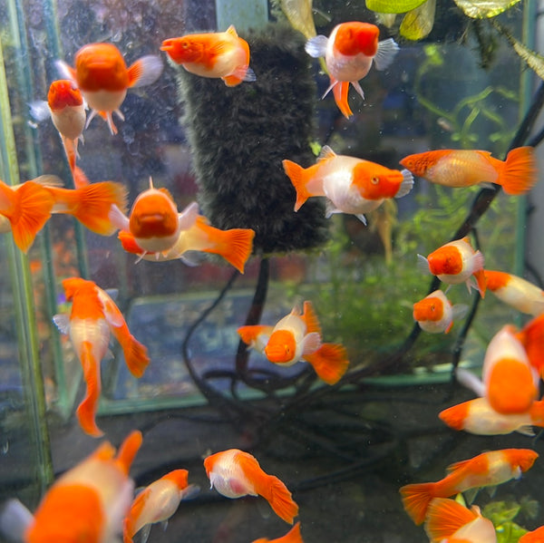 Albino red Koi Guppy (female) (Poecilia reticulata)