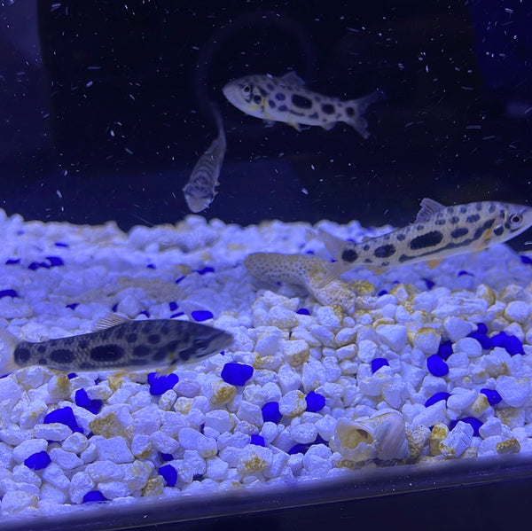 Clown Spotted Leporinus ( Nijsseni )