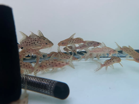Ocellifer Synodontis Catfish (Synodontis ocellifer)