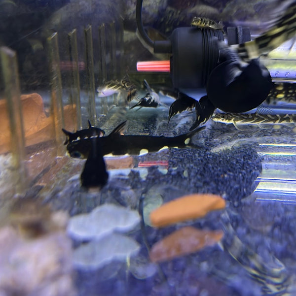 Titia cf. Altae catfish