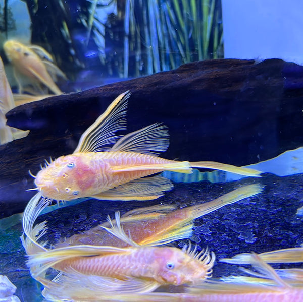 One pair Long Fin Blue eyed Bristlenose pleco (Ancistrus sp.)