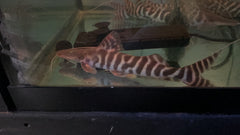 Tigrinus Catfish (Pseudoplatystoma tigrinum)