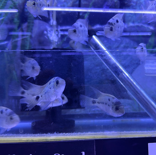 Silver Cichlid ( Vieja Argenteus )