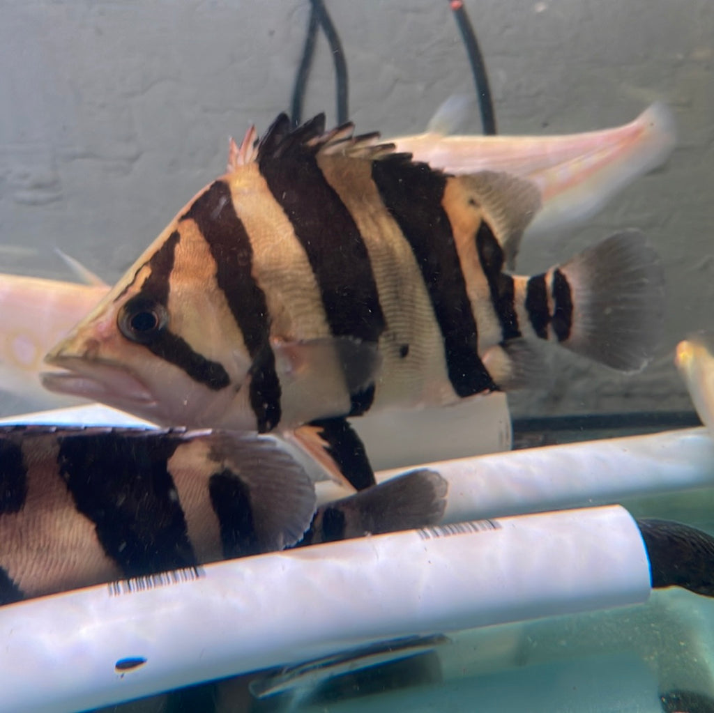 3 Bar Indo Datnoid A/B Grade ( Datnioides microlepis ...