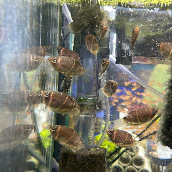 Chocolate Gourami (Sphaerichthys osphromenoides)