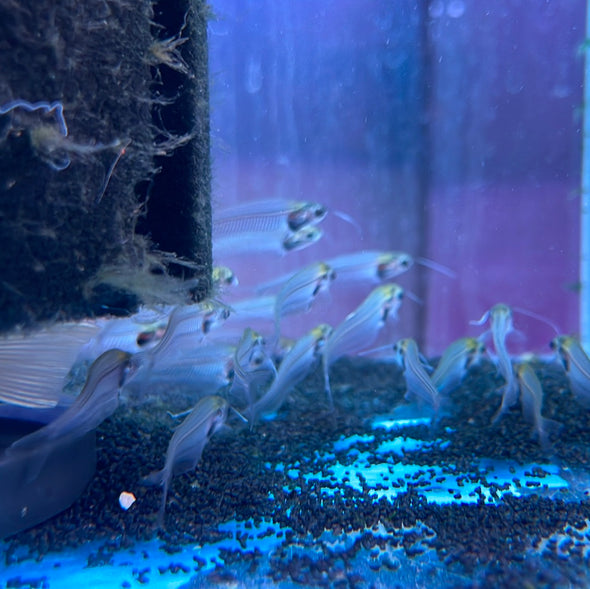 Glass catfish (Kryptoterus Viteolus)