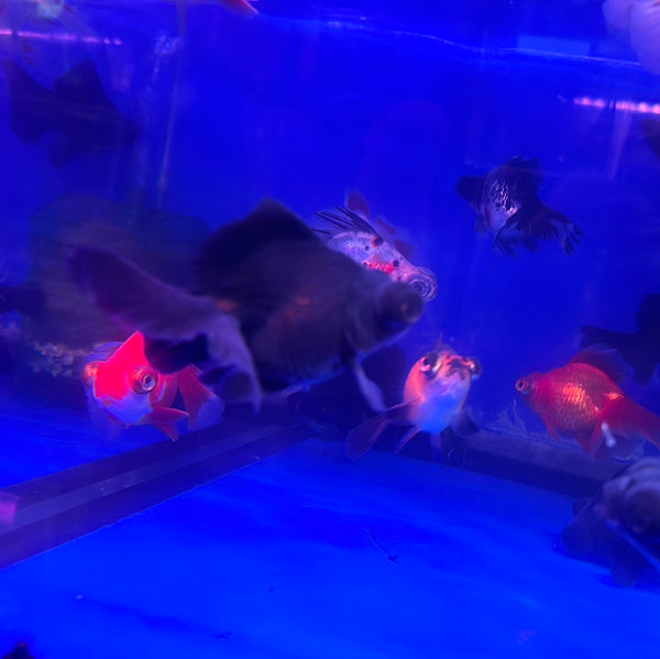 A Grade Butterfly Telescope Goldfish (Carassius Auratus)