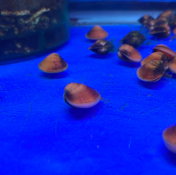 Freshwater Golden Clam