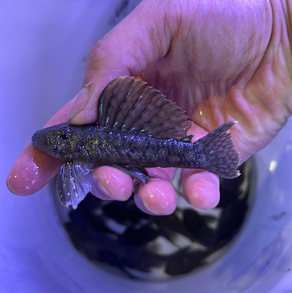L020 Pleco (Spectracanthicus zuanoni )
