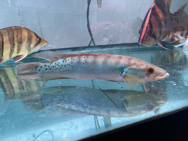 Rosemariae Pike (Crenicichla rosemariae)