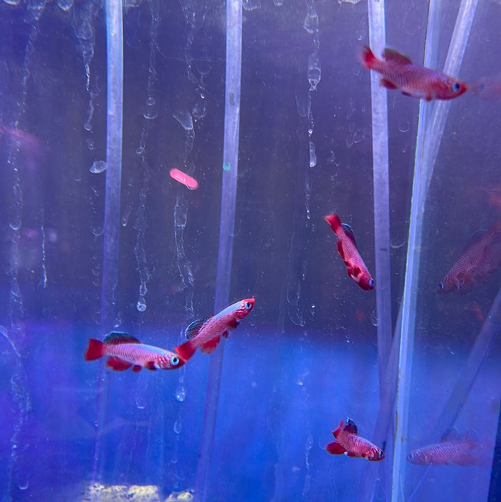 Ruby Killi (Nothobranchius rubripinnis)