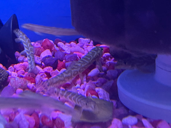 Zodiac Loach