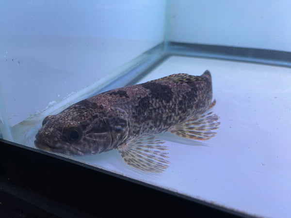 Aimara Wolf fish (Hoplias aimara)
