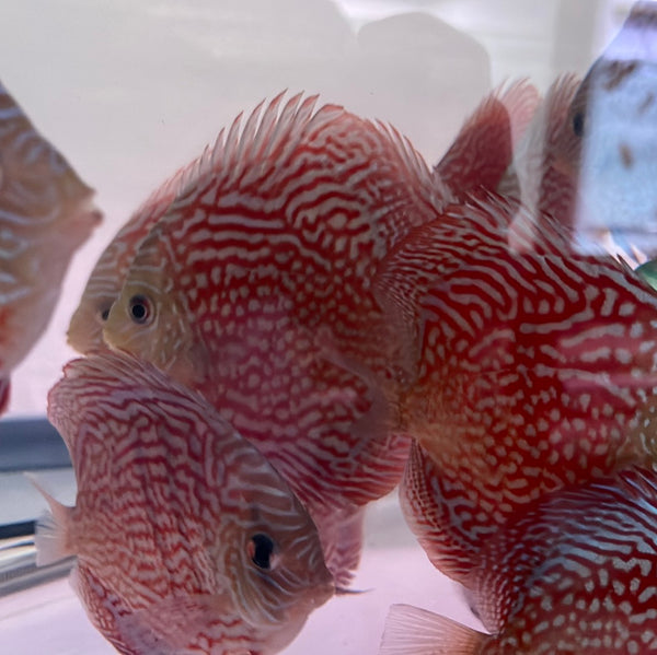 Red Diamond Discus (Symphysodon aequifasciatus)