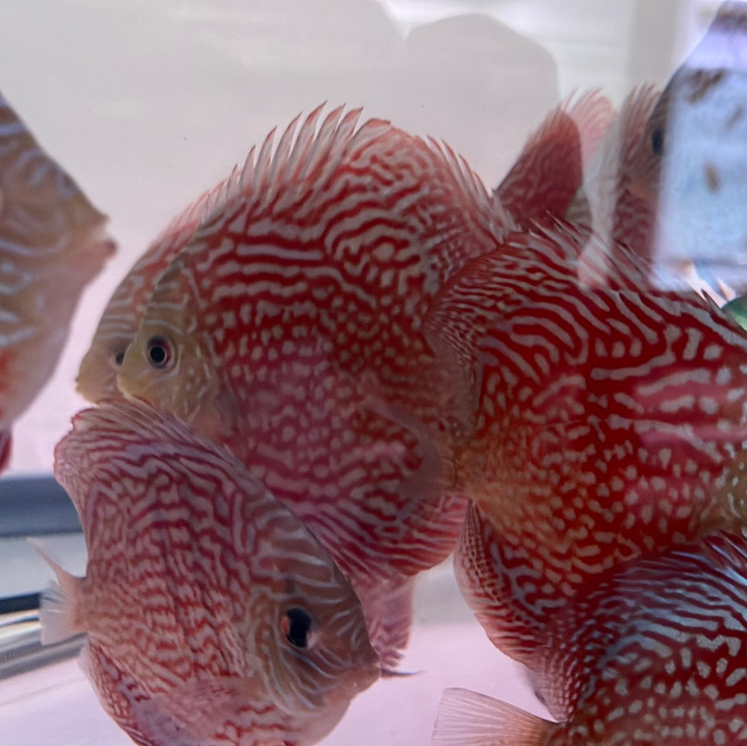 Discus Fish For Sale New York - Buy Discus Fish Online ...