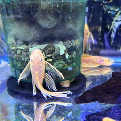 One pair Long Fin Blue eyed Bristlenose pleco (Ancistrus sp.)