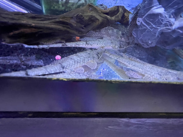Knobnose Whiptail Catfish ( Hemiodontichthys acipenserinus )