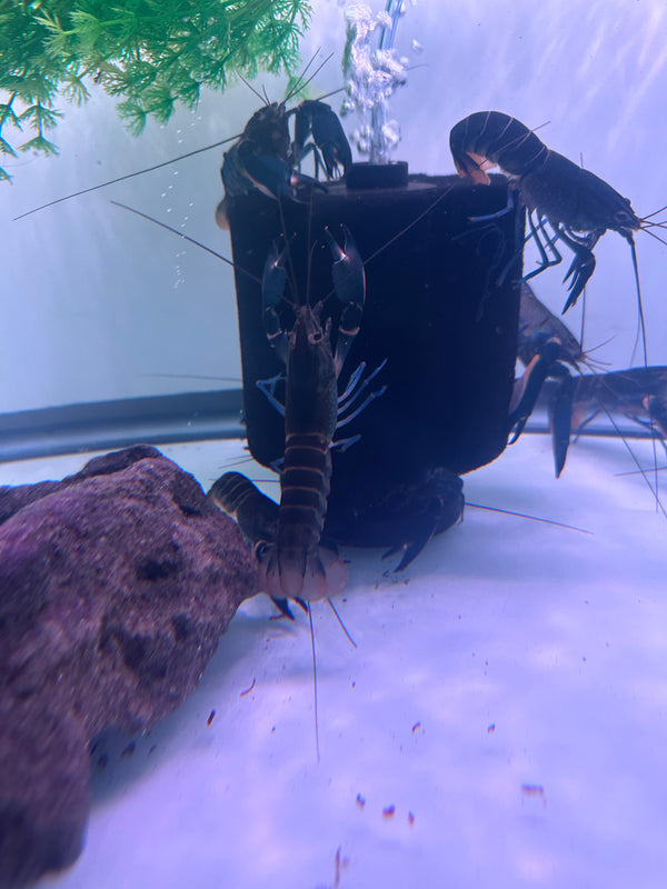 Bluemoon Crayfish (Cherax boesemani)