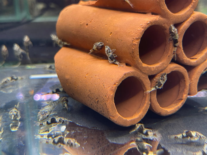 Bumble bee Otto Catfish
