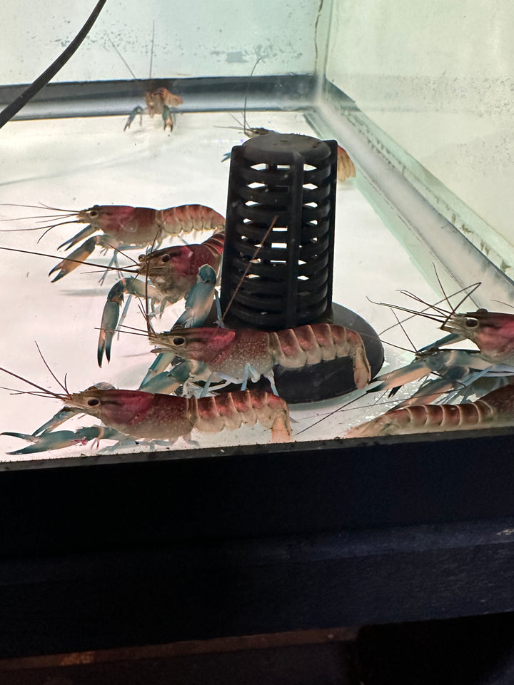 Violet Crayfish (Cherax alyciae)