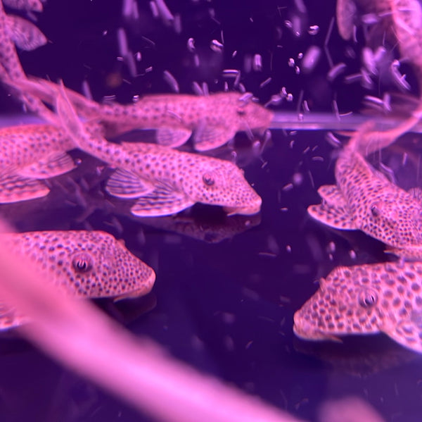 L11 Red Fin Thresher Pleco (Squaliforma cf. emarginata)
