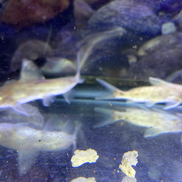 Albino multipunctatus Synodontis Catfish (Synodontis multipunctatus)
