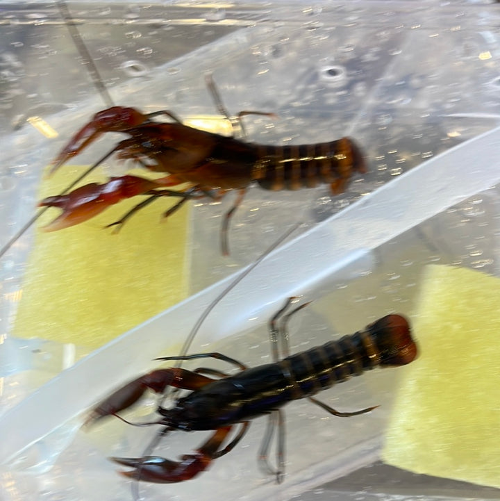 Brown Zebra Crayfish (Cherax peknyi)