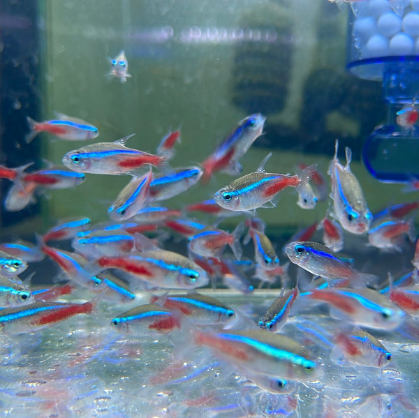 Neon Tetra (Paracheirodon innesi)