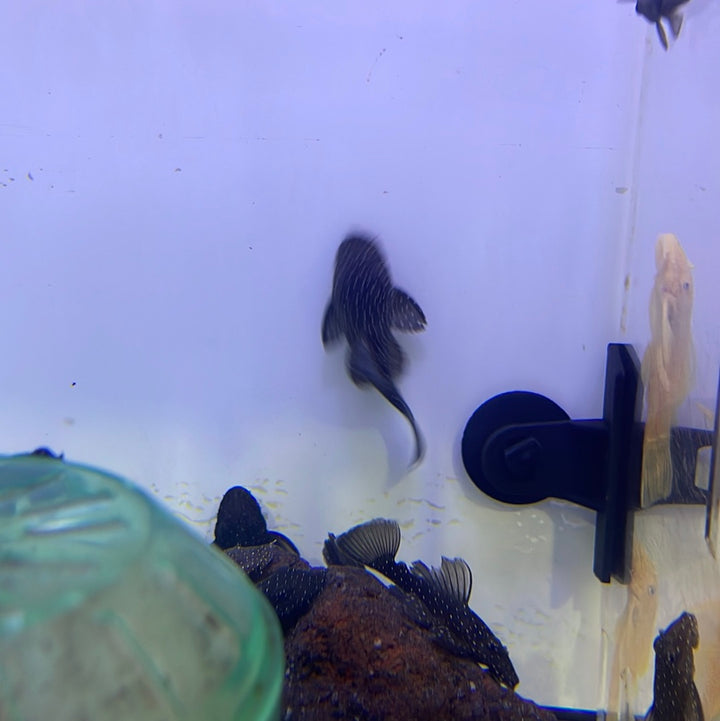 L181 Peppermint Bristlenose pleco (Ancistrus sp.)