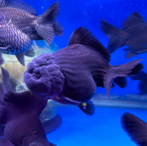 A Grade Short Tail Thai Oranda Goldfish (Carassius Auratus)