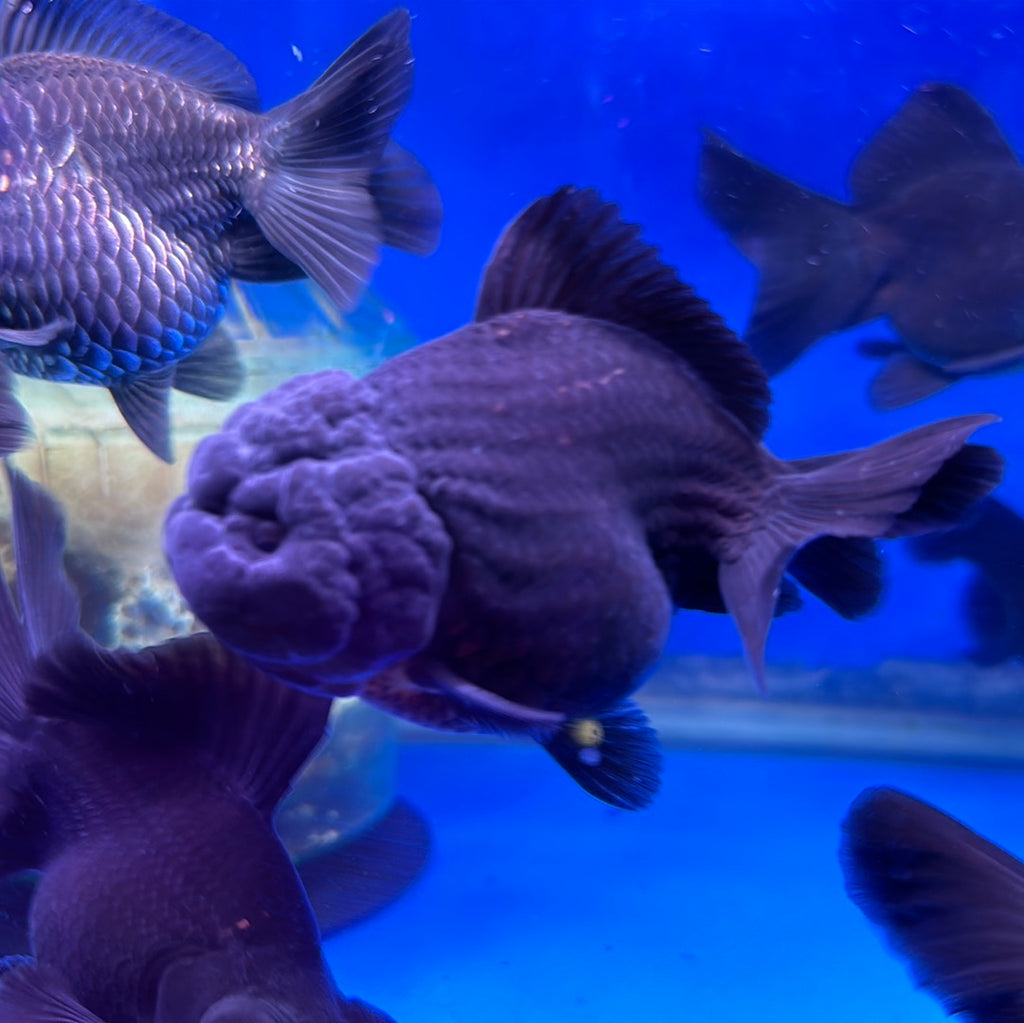 A Grade Short Tail Thai Oranda Goldfish (Carassius Auratus ...