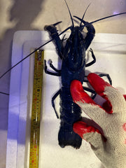 Blue Marron Crayfish (Cherax tenuimanus)