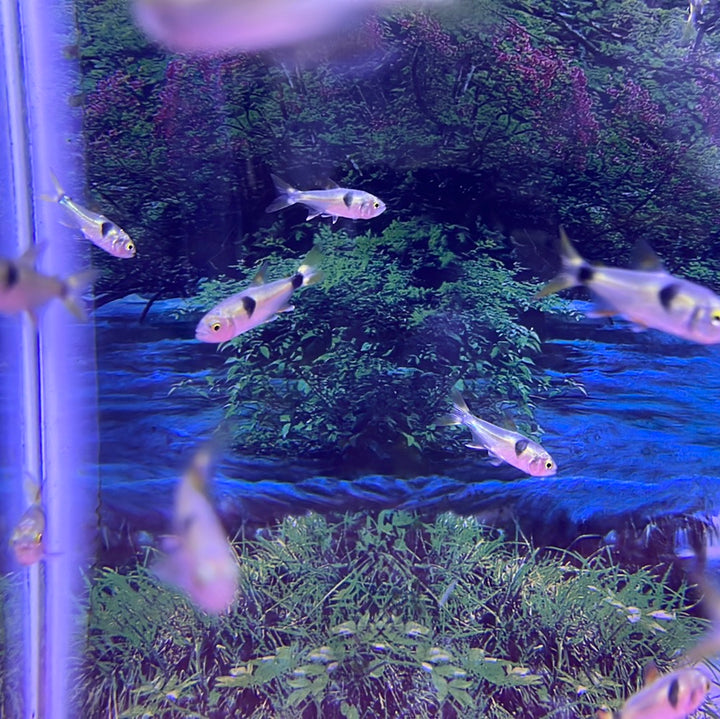 Exodon Paradoxus ( Bucktooth tetra )