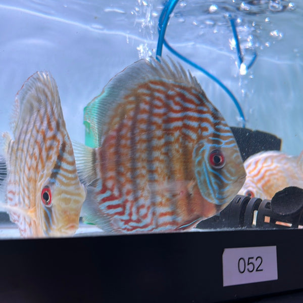 Wild Blue Royal Discus (Symphysodon aequifasciatus)