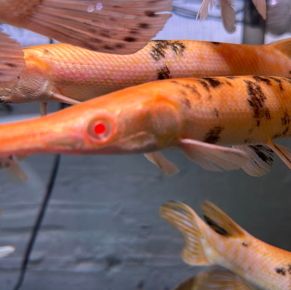 Albino Gold Marbled Alligator Gar (Atractosteus Spatula)