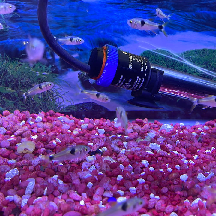 Exodon Paradoxus ( Bucktooth tetra )