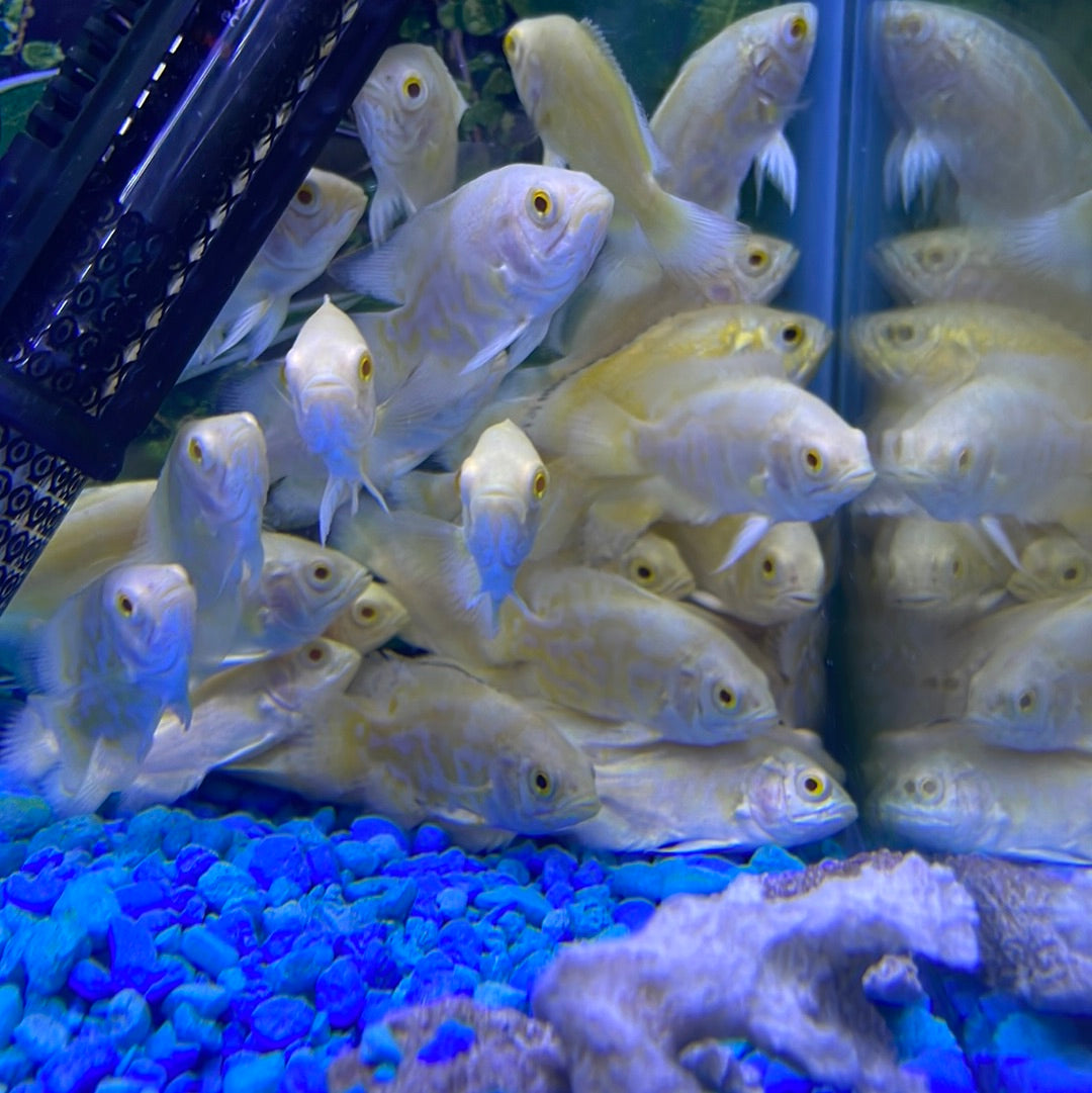 Lemon Oscar (Astronotus ocellatus)