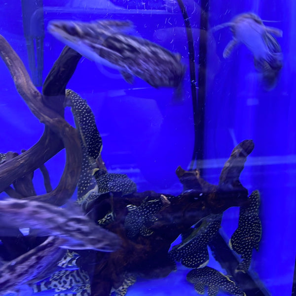 Driftwood catfish