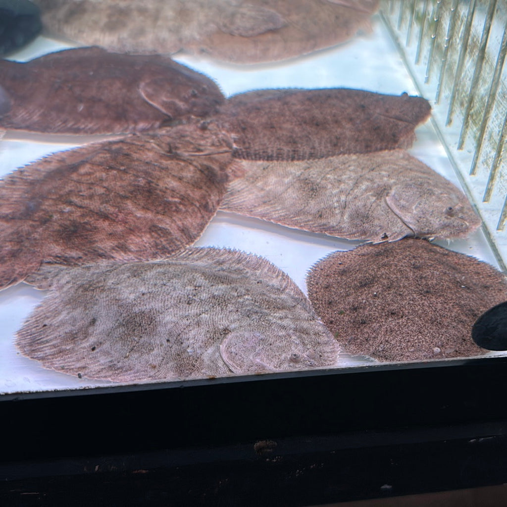 Flounder ( Hypoclinemus mentalis )