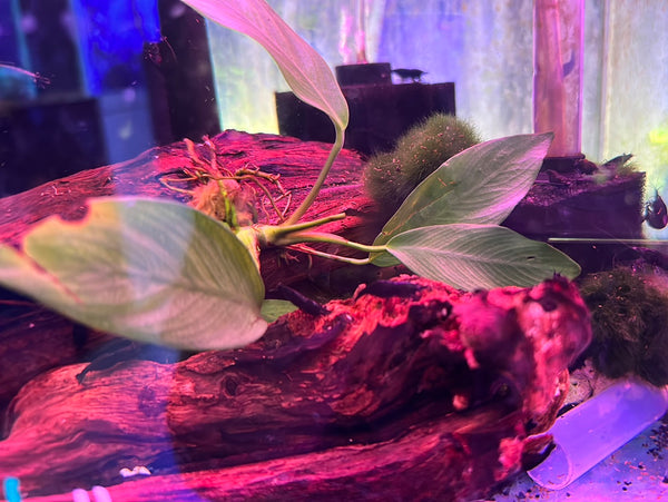 Chocolate shrimp (Neocaridina davidi)