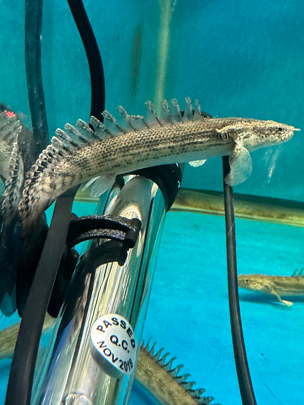 Ansorgii x lapradei Polypterus
