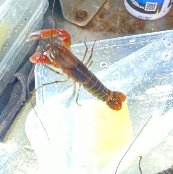 Brown Zebra Crayfish (Cherax peknyi)