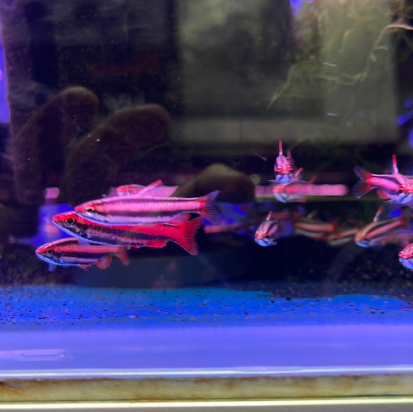 True Red Pencil fish (Nannostomus Mortenthaleri)