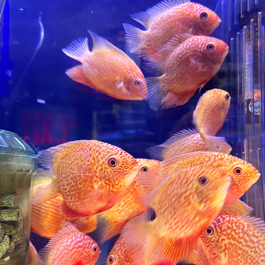 South American Cichlid Fish For Sale Monster Aquarium   Image A35f91d0 D84d 45a5 A265 40ec9d4f3fc1 1080x 