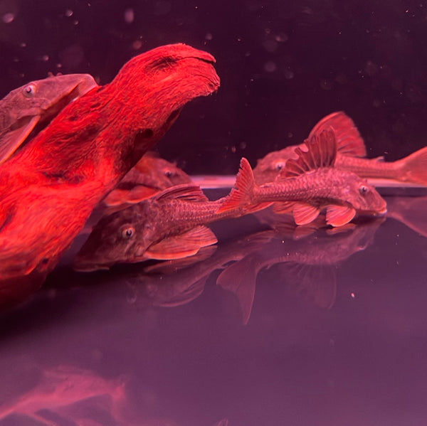 L137 Blue Eye Red Fin Pleco (Hypostomus soniae)