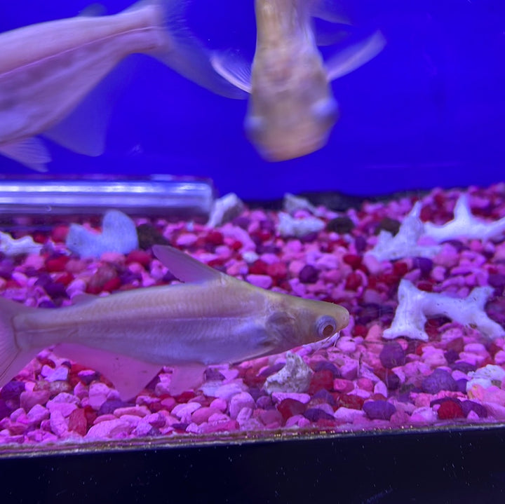 Albino Iridescent Shark (Pangasianodon hypophthalmus)