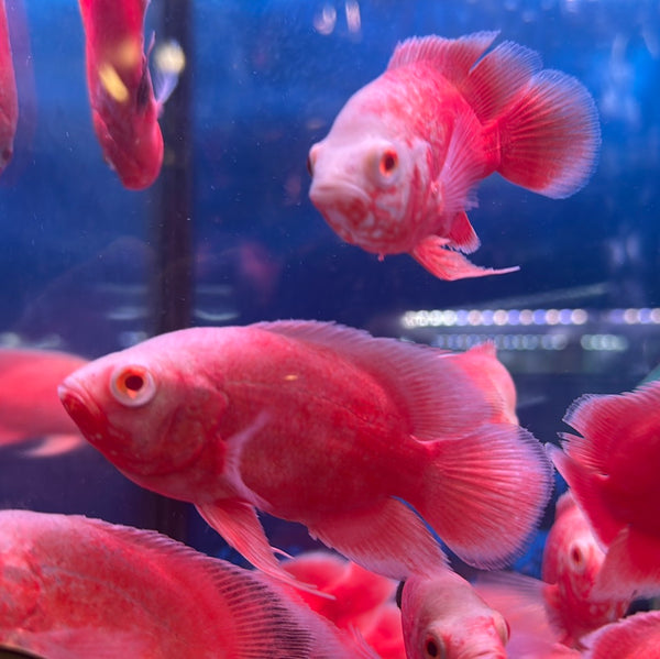 Fire Red Oscar (Astronotus ocellatus)