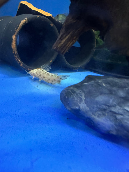 Albino hoplo Catfish (Megalechis Thoracata)